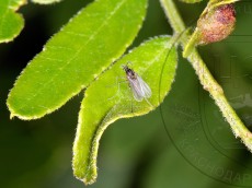 Dasineura gleditchiae_самец_2